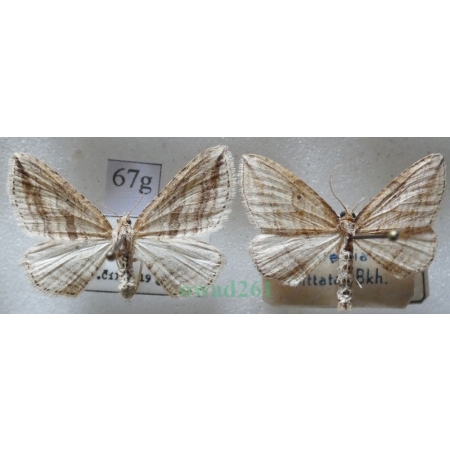 Orthonama vittata (Borkhausen, 1794) pair Paśnik drewniak Czech67g